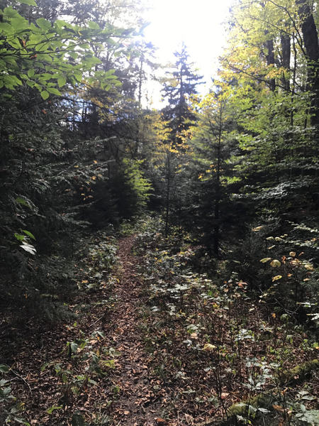 North South Trail dropping down to Cranberry River