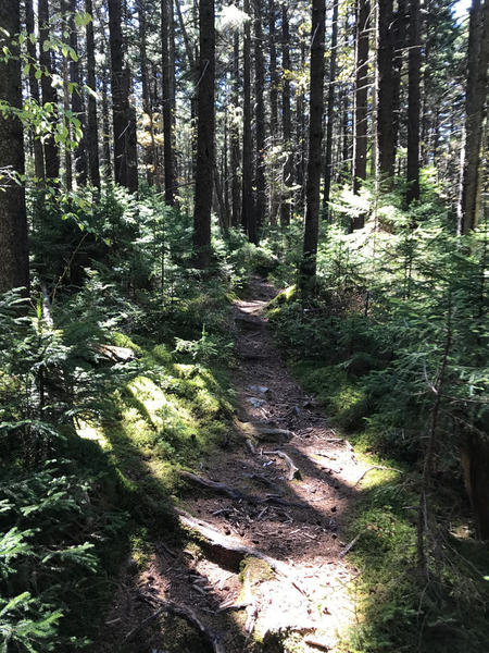 Heading out from our campsite at North South Trail at Scenic Highway intersection