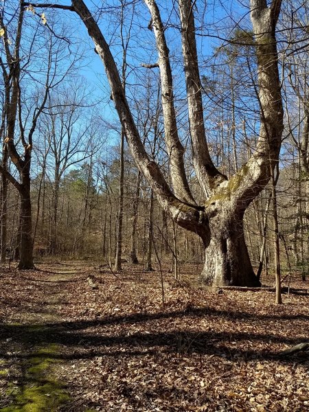 An unmistakable tree to usher you into the forest