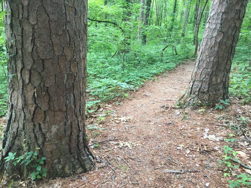 Large pines along the trail