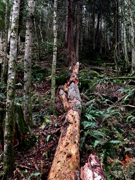 A fallen, and rotted tree.