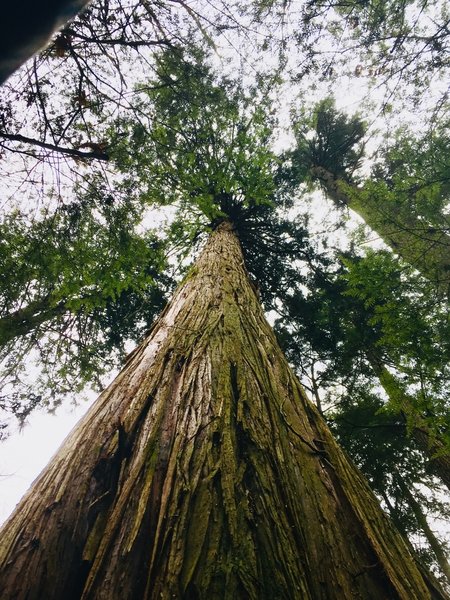 This is the largest ceder in Deception Pass State Park.