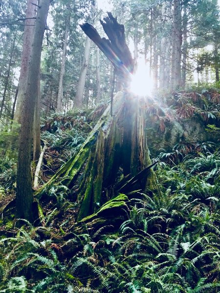 Whats left of what was probably the largest cedar before it was felled.