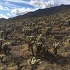 Looking east a field of chollas.