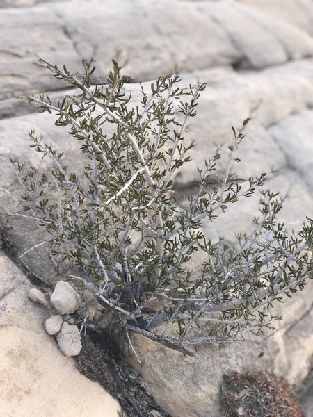 Nature doing what it does best - sometimes just a speck of soil and a drop of rain are all that is needed to get things growing