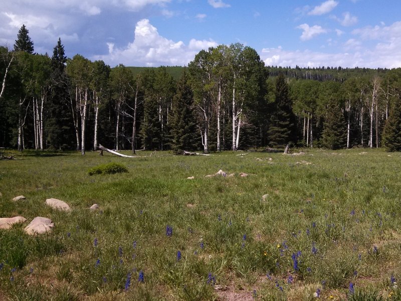 Some of the great aspen you'll see along the way.