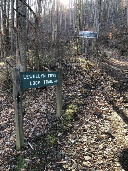 There several trails converging at this junction. Lewellyn Cove, Whiting Rail, and Gold Branch