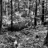 A pond to the left of the trail.