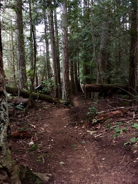 The trail meandering through the forest.