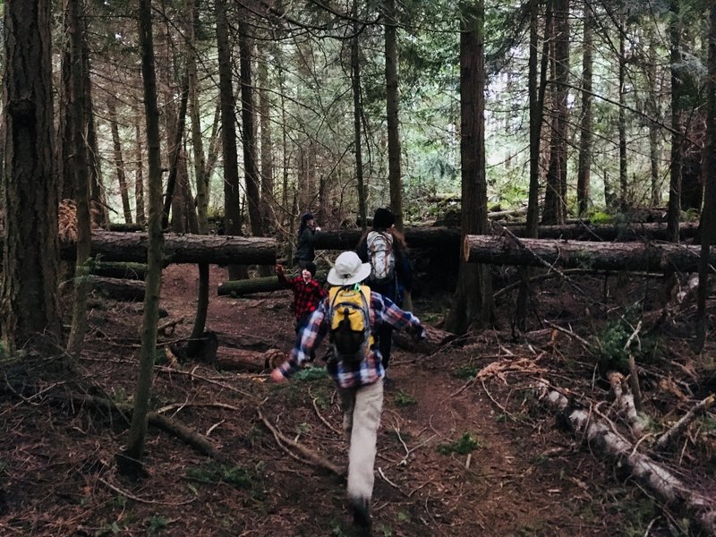 Hiker playing with cut logs.