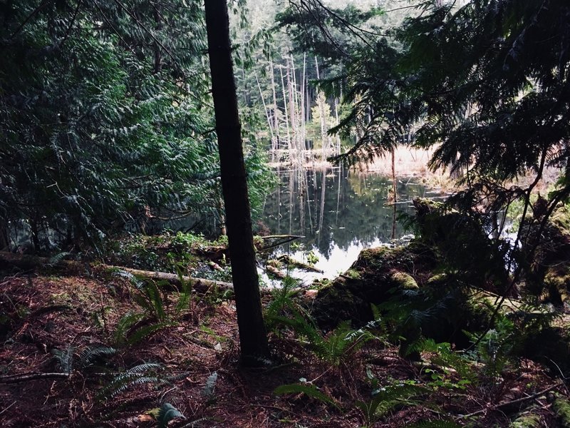 This lake almost qualifies as a swamp.