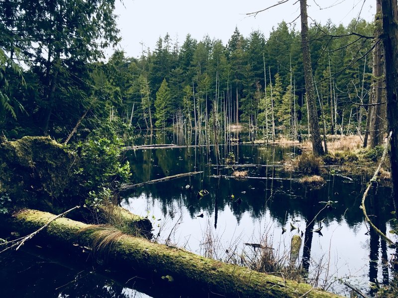 The forested shorelines are quite a view.