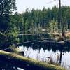 The forested shorelines are quite a view.