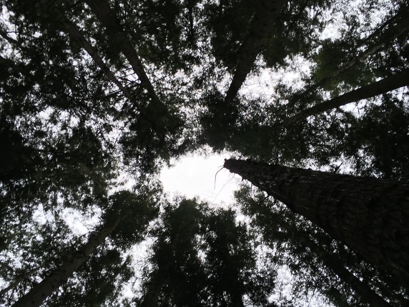 There is so much to see, sometimes I spend minutes looking up at these giants.