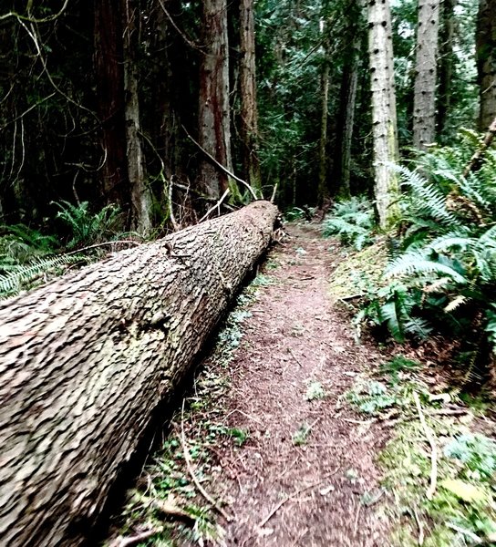 A log stretching the length of part of the trail.