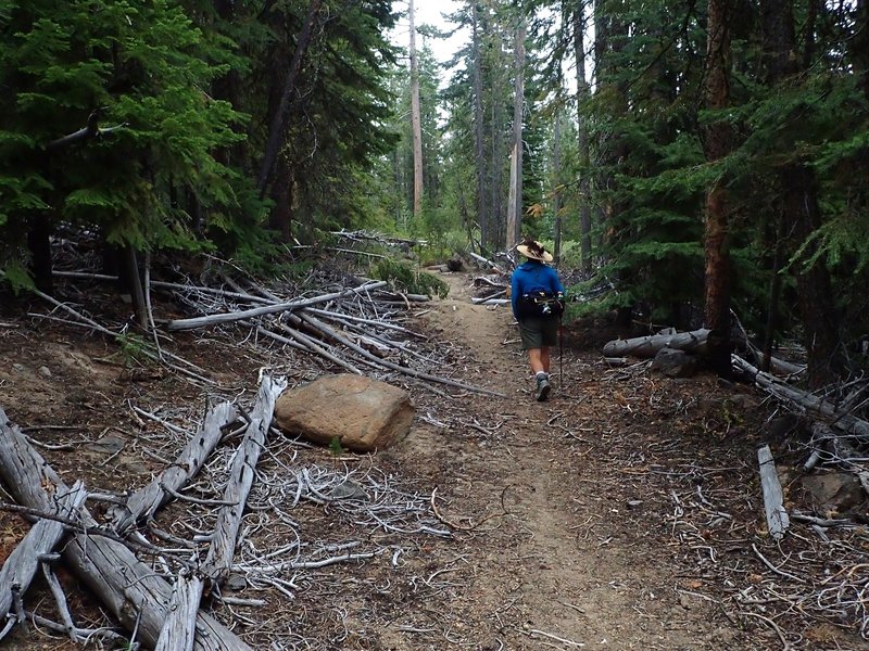 Near the start of the Yamsay Mountain Trail