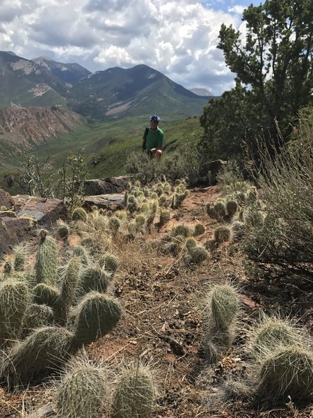 View of La Sal Mountains from the Jimmy Keen  / Kokopelli Trail