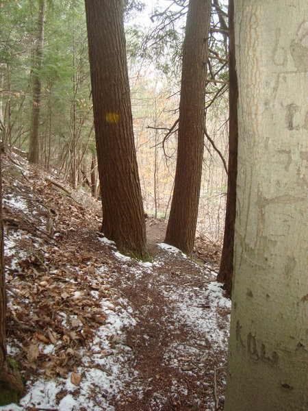 East side of North Swan Creek Trail