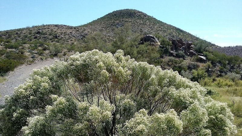 One of the hills with fall blooming shrub