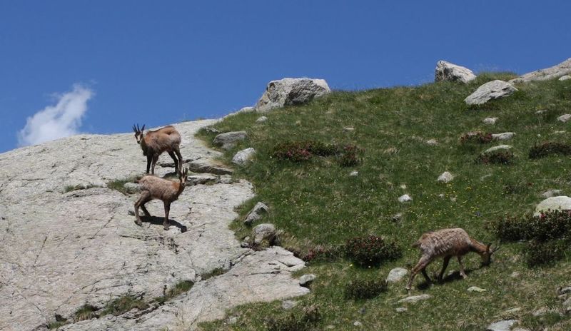 Chamois en route to Refuge Valmasque