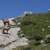 Chamois en route to Refuge Valmasque