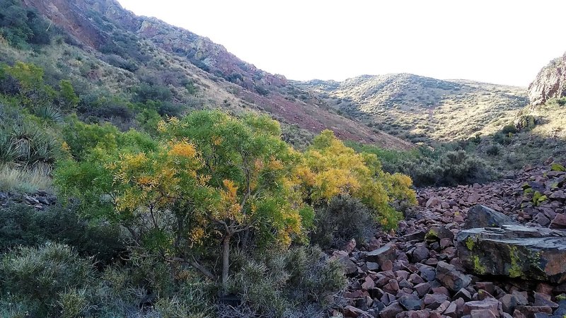 View of the scree field and fall foliage