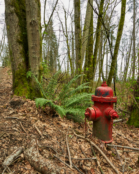 A fire hydrant by the side of the trail - a fun little reminder that this beautiful park is in an urban setting.