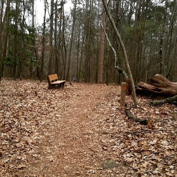 Environmental Loop Trail at Kennesaw Mountain. Easy short hike for families with benches along the way for resting.