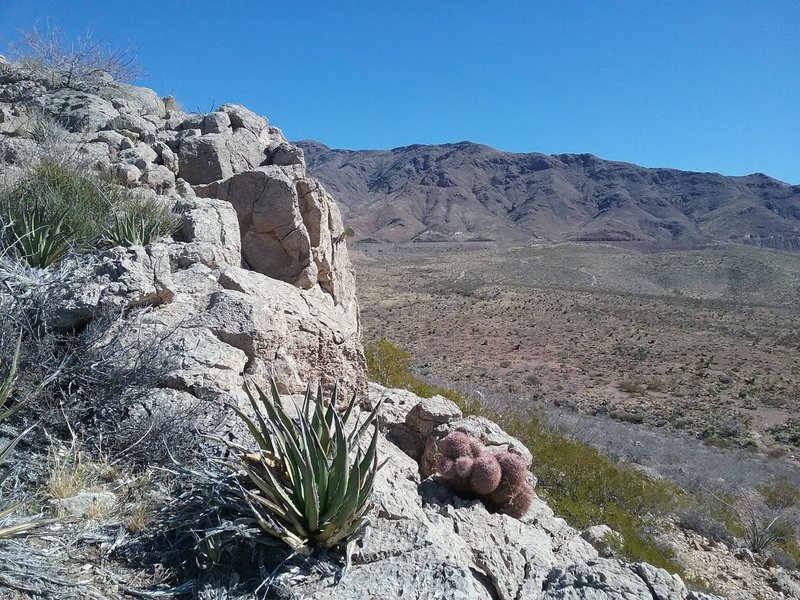 View of the Franklin Mountains and Texas Rainbow cactus