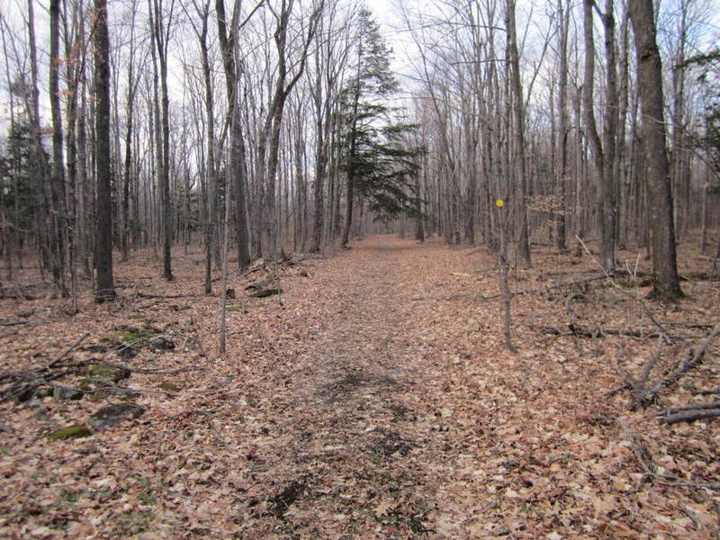 Following an Old Woods Road.