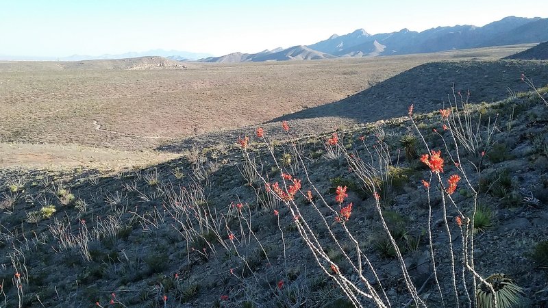 View of the North Franklin Mountains and Ocotillos in bloom.