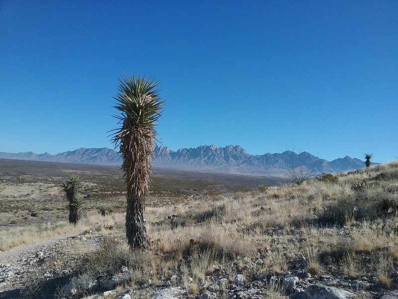 View of the Organ Mountains and soaptree Yucca