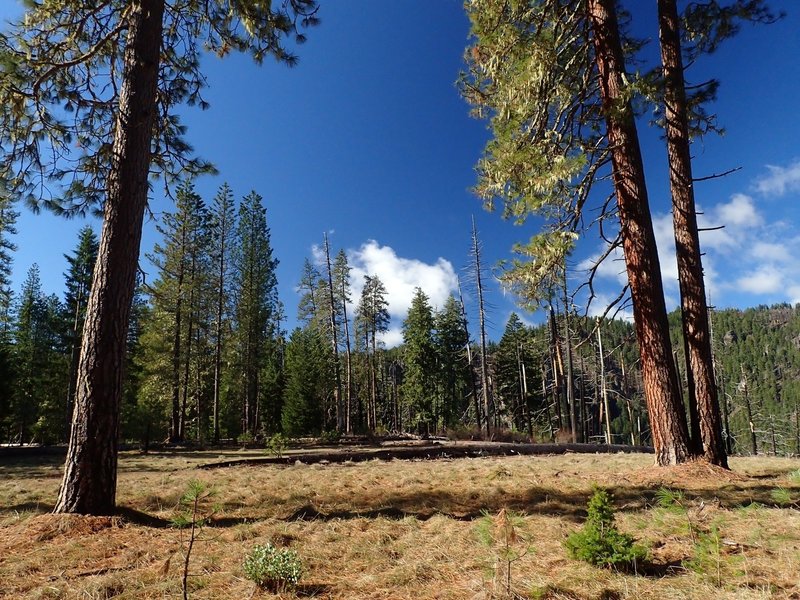 The open, grassy area at Pine Bench