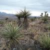 Looking down the trail. Lots of Yuccas