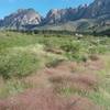 Fall grasses in full bloom.