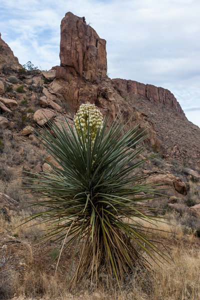 Yucca