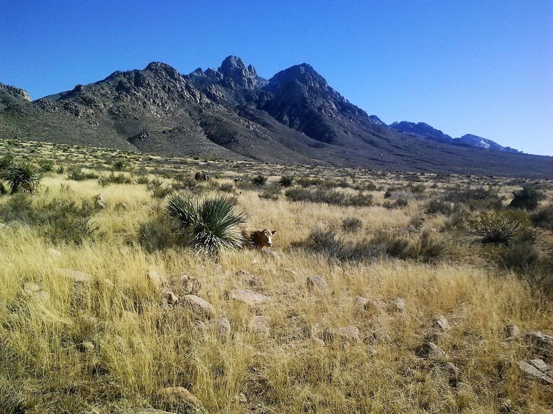 Starting up the trail from the west side off Baylor Canyon Rd