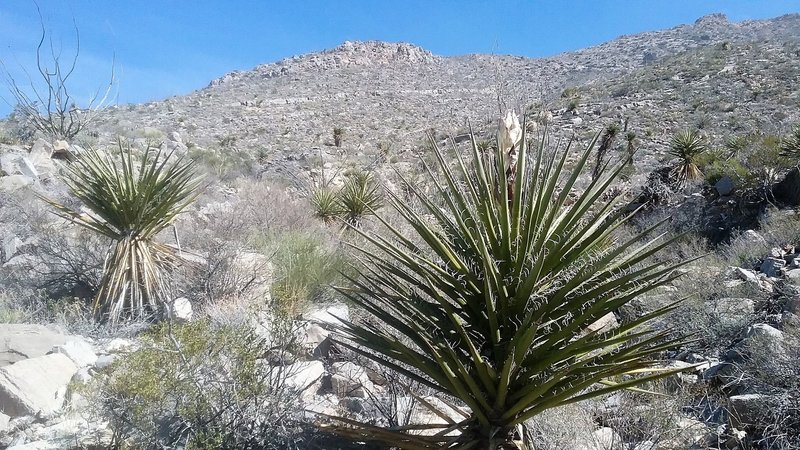 Looking up the saddle. Banana yucca in bloom.