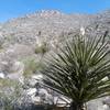 Looking up the saddle. Banana yucca in bloom.