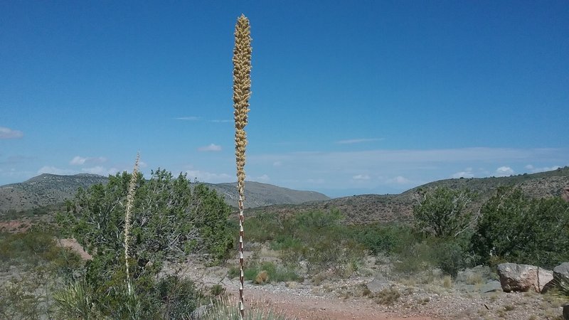 Looking west from the trail