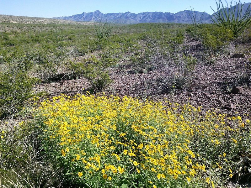 Fall flowers along the lost dog trail.