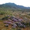 Spring flowers in bloom along the trail