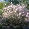 Apache plumes in bloom in the summer.