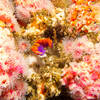 Spanish shawl, Flabellina iodinea