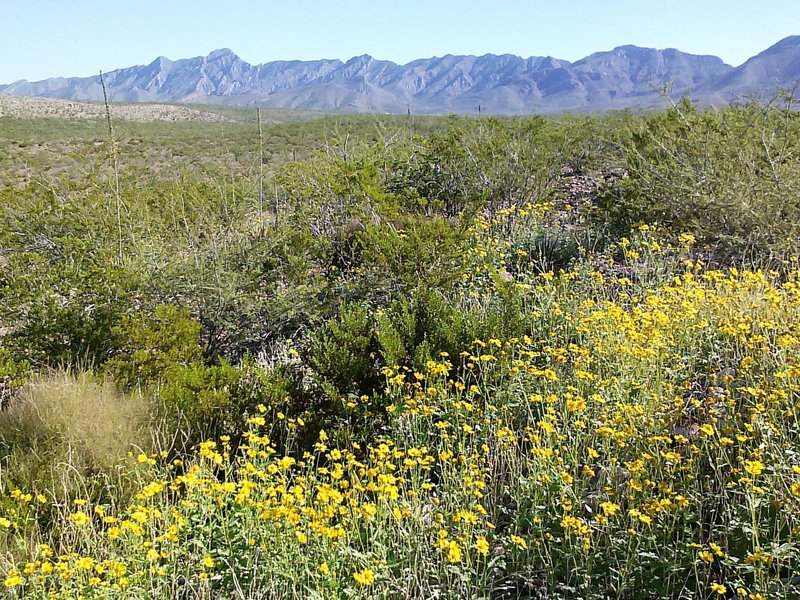 Wildflowers along the trail