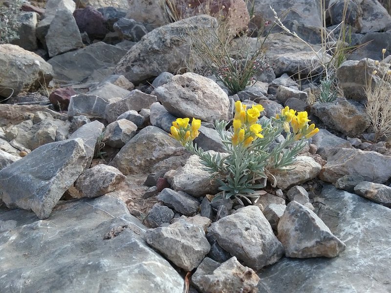 Wildflower along the trail