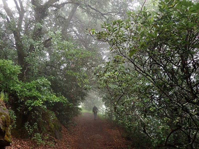 A misty day on the Oathill Mine Trail