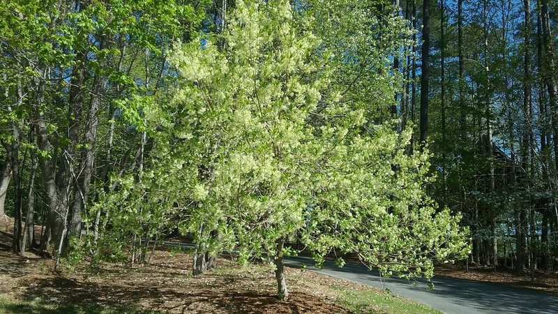 Fringe tree in bloom in the spring.