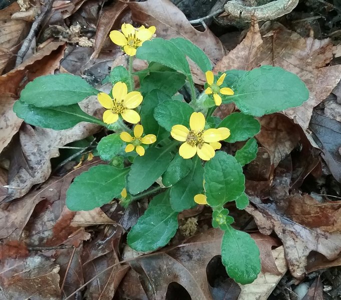 Green and gold wildflower