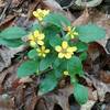 Green and gold wildflower